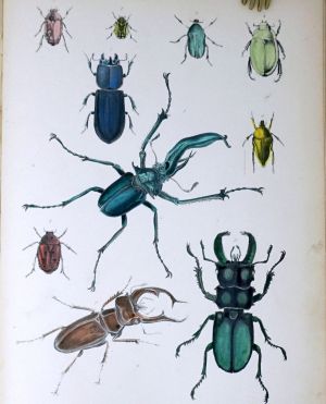 Lot 382, Auction  123, Dallas, William S. und Richardson, John, The museum of natural histoy