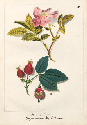 Lot 391, Auction  123, Pflanzenzeichnungen, Zwei Skizzenbücher