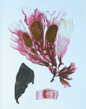 Lot 355, Auction  125, Flora Danica, mit 148 kolorierten Kupfertafeln. Kopenhagen, N. Möller Schultz, wohl um 1766-1780