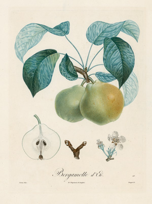 Lot 366, Auction  125, Poiteau, Pierre Antoine, Obstdarstellungen. Um 1800