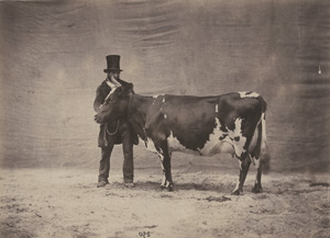Lot 4065, Auction  125, Nadar jeune, Prize-winning cows at the Paris agricultural fair