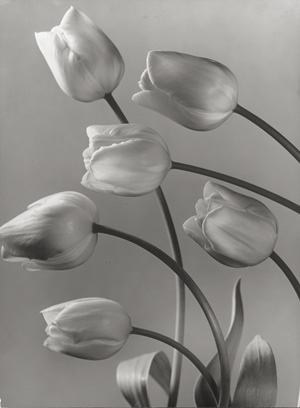 Lot 4086, Auction  125, Baur, Max, Tulips; Gladiolus