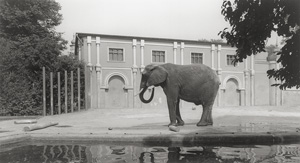 Lot 4174, Auction  125, Höfer, Candida, Zoologischer Garten, Köln