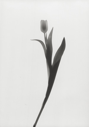 Lot 4222, Auction  125, Neusüss, Floris M., Vier Blütenfotogramme