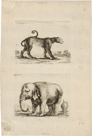 Lot 5485, Auction  125, Bella, Stefano della, Diversi Animali