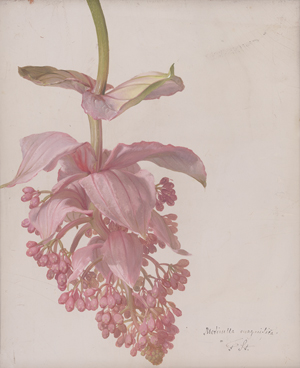 Lot 6111, Auction  125, Österreichisch, um 1870. Studie der Medinilla Magnifica