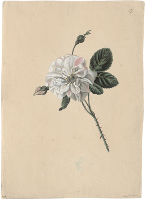 Lot 6808, Auction  125, Blaschek, Franz, Weiß-rosa geflammte Rose