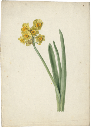Lot 6809, Auction  125, Blaschek, Franz, Gelbe Narzisse