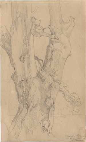 Lot 6833, Auction  125, Hummel, Carl Maria Nikolaus, Studie eines Baumstammes; Studie zweier Baumwurzeln
