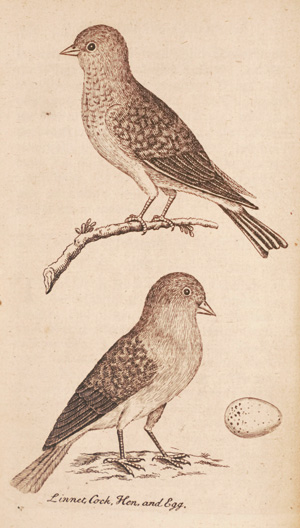 Lot 359, Auction  126, Albin, Eleazar, Natural history of english song-birds