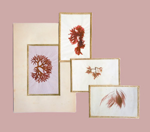 Lot 360, Auction  126, Algen-Album, zur Erinnerung an Venedig