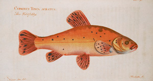 Lot 363, Auction  126, Bloch, Marcus E., Ökonomische Naturgeschichte der Fische Deutschlands