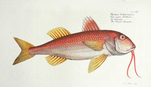 Los 363 - Bloch, Marcus E. - Ökonomische Naturgeschichte der Fische Deutschlands - 2 - thumb