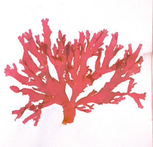 Los 370 - Königliche Algensammlung - A son altesse royale le duc d'aoste Vice-Admiral - 0 - thumb