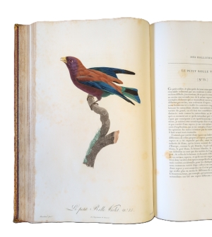 Los 372 - Levaillant, François - Histoire naturelle des oiseaux. Paris 1801-1818 - 17 - thumb