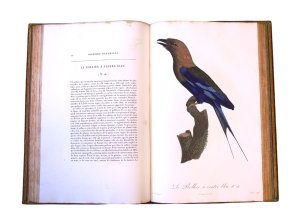 Los 372 - Levaillant, François - Histoire naturelle des oiseaux. Paris 1801-1818 - 19 - thumb