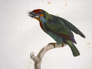 Los 372 - Levaillant, François - Histoire naturelle des oiseaux. Paris 1801-1818 - 31 - thumb