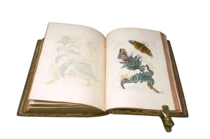 Los 374 - Merian, Maria Sibylla - Erucarum ortus - 13 - thumb