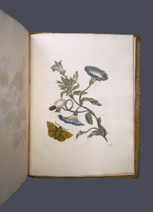 Los 374 - Merian, Maria Sibylla - Erucarum ortus - 20 - thumb