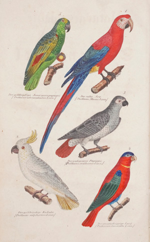 Los 377 - Ornithologie - Sammlung von 12 Werken in 20 Bänden mit zusammen mehr als 650 Kupferfateln - 0 - thumb