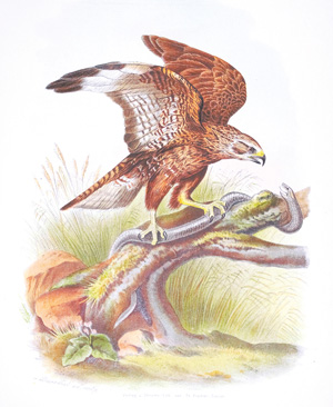 Lot 381, Auction  126, Riesenthal, Otto von, Die Raubvögel Deutschlands