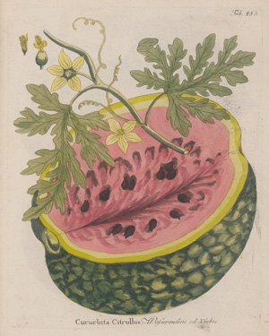 Los 386 - Vietz, Ferdinand Bernhard - Icones plantarum - 2 - thumb