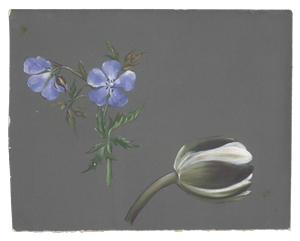 Lot 6176, Auction  126, Libert, Betzy Marie Petrea, Studienblatt mit violettem Wiesenstorchschnabel und weißer Tulpe