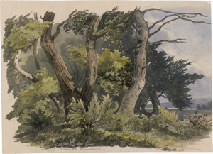 Lot 6692, Auction  126, Deutsch, 18444. Kleines Waldstück