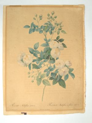 Los 358 - Redouté, Pierre Joseph - Rosen. 4 kolorierte Kupferstiche - 1 - thumb