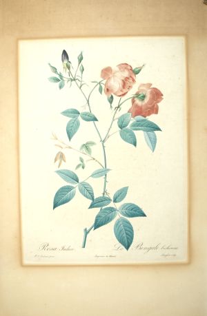 Los 358 - Redouté, Pierre Joseph - Rosen. 4 kolorierte Kupferstiche - 2 - thumb