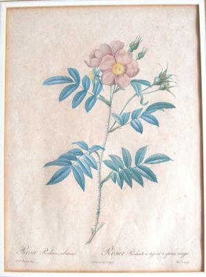 Los 358 - Redouté, Pierre Joseph - Rosen. 4 kolorierte Kupferstiche - 3 - thumb