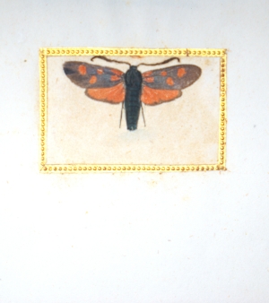 Los 362 - Spätbiedermeierliche Sammlung von ca. 135  aquarellierten Naturselbstdrucken - von verschiedenen Schmetterlingen und Motten - 3 - thumb