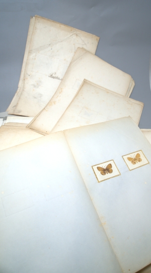 Los 362 - Spätbiedermeierliche Sammlung von ca. 135  aquarellierten Naturselbstdrucken - von verschiedenen Schmetterlingen und Motten - 8 - thumb