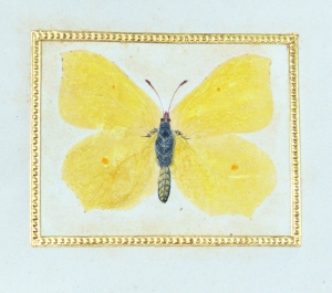 Los 362 - Spätbiedermeierliche Sammlung von ca. 135  aquarellierten Naturselbstdrucken - von verschiedenen Schmetterlingen und Motten - 10 - thumb