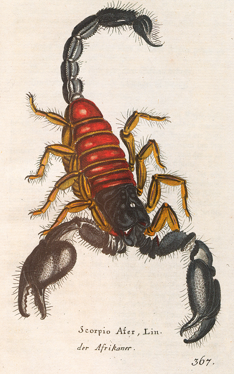 Lot 346, Auction 127, Borowski, Georg Heinrich, Gemeinnüzzige Naturgeschichte des Thierreichs. (Band 6 und 8: Von den Insekten)